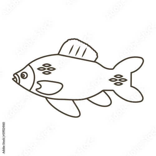 Fish crucian carp