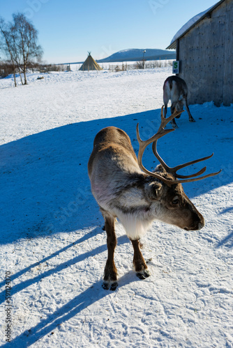 The Sami village of Jukkasjarvi in Kiruna, reindeer free in the snow in Swedish Lapland photo