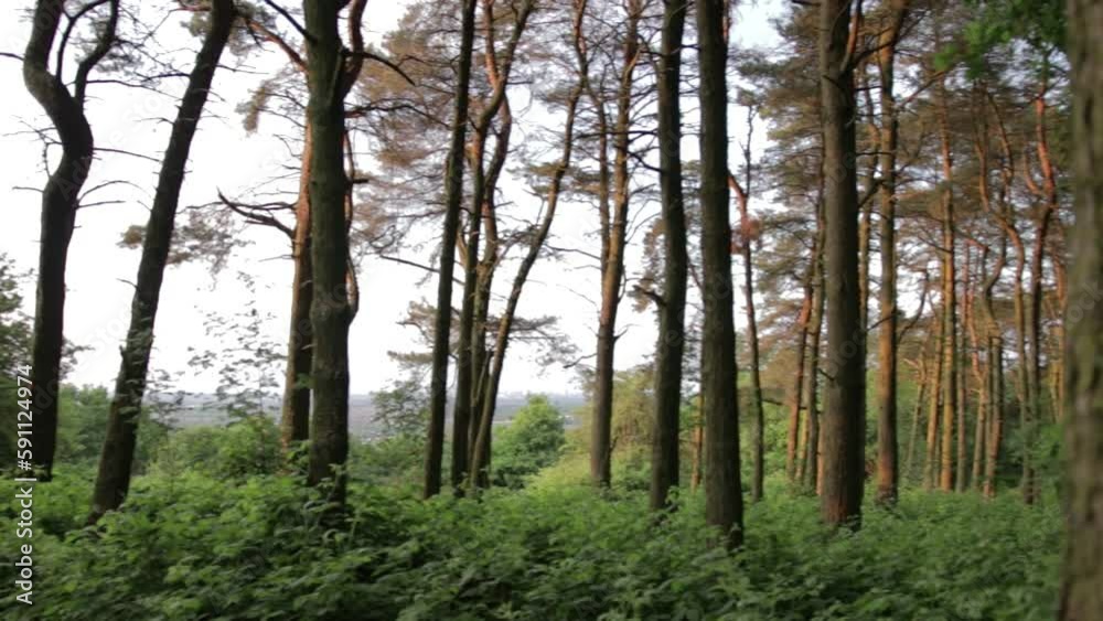 Panning around inside the woods look through the trees Panning around inside the woods look through the trees
