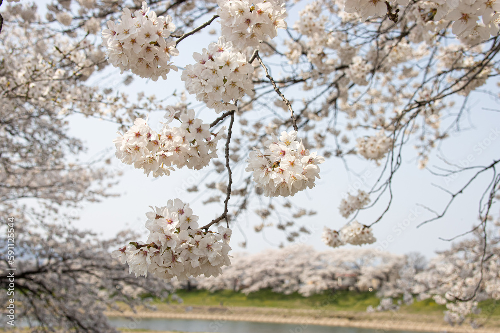 満開の大河原の一目千本桜 満開の大河原の一目千本桜