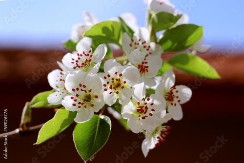 The beauty of pear blossoms