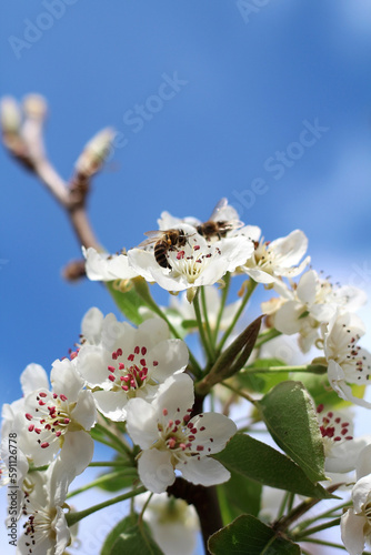 Two bees perched on a blossom