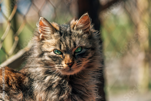 Obraz na plátně Portrait of a furry mixed breed female domestic cat with green eyes that resembl