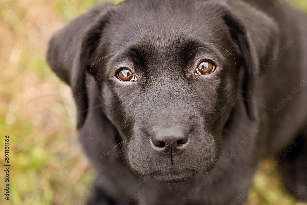 A black labrador puppy on a background of green grass. Animal, pet.