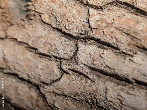 Textured background of cracked tree bark with different shapes