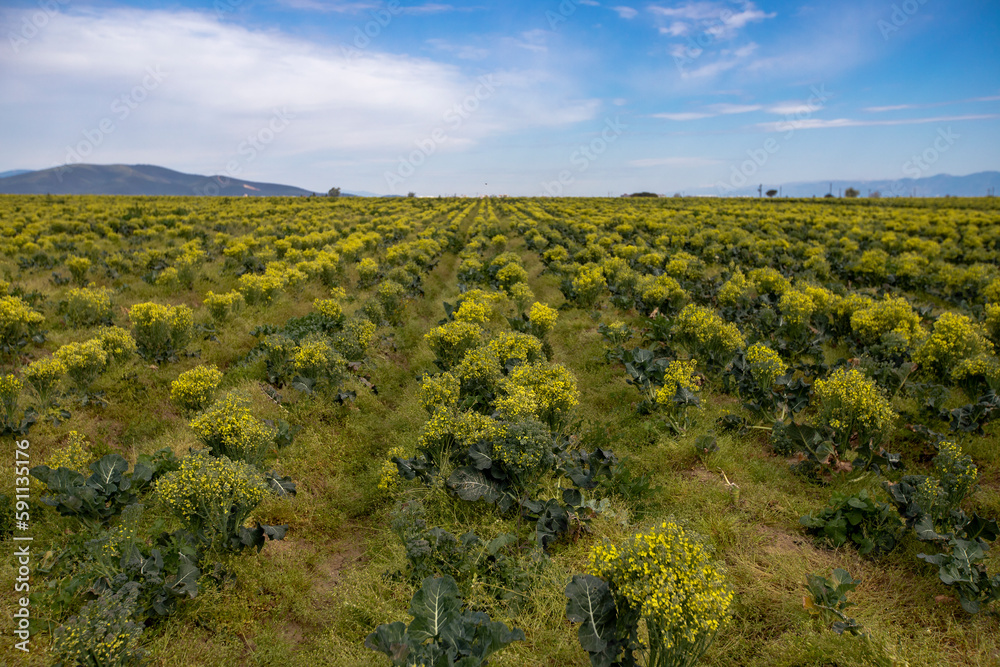 Natural broccoli grown in İzmir - Torbalı plain , Mature broccoli bloomed in yellow in the open air .