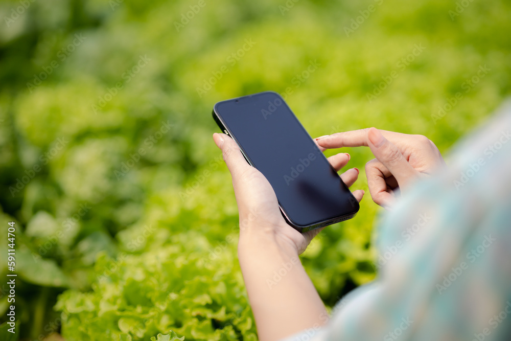 Person holding mobile phone in hydroponics field, grows wholesale hydroponic vegetables in restaurants and supermarkets, organic vegetables. new generations growing vegetables in hydroponics concept.