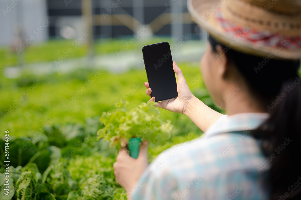 Fototapeta premium Woman doing live recommendation of growing hydroponics vegetables on social media, grows wholesale hydroponic vegetables in restaurants and supermarkets, organic vegetables.