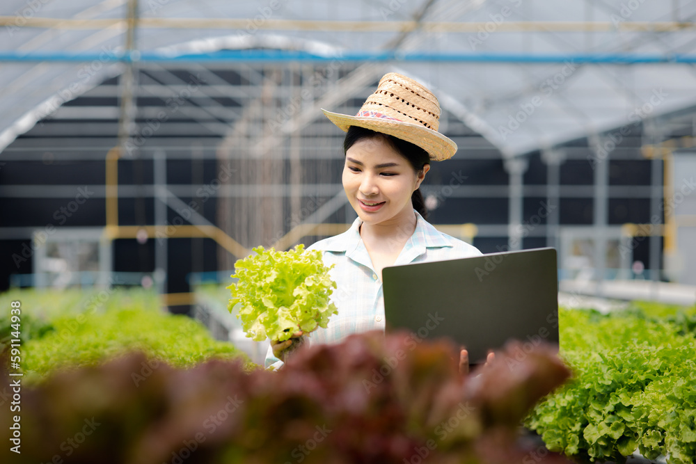 A gardener woman holding laptop in the hydroponics field grows wholesale hydroponic vegetables in restaurants and supermarkets, organic vegetables. growing vegetables in hydroponics concept.
