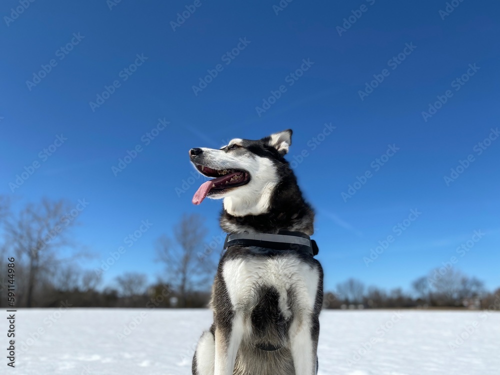 husky mix dog taking a break on a snowy Spring  day