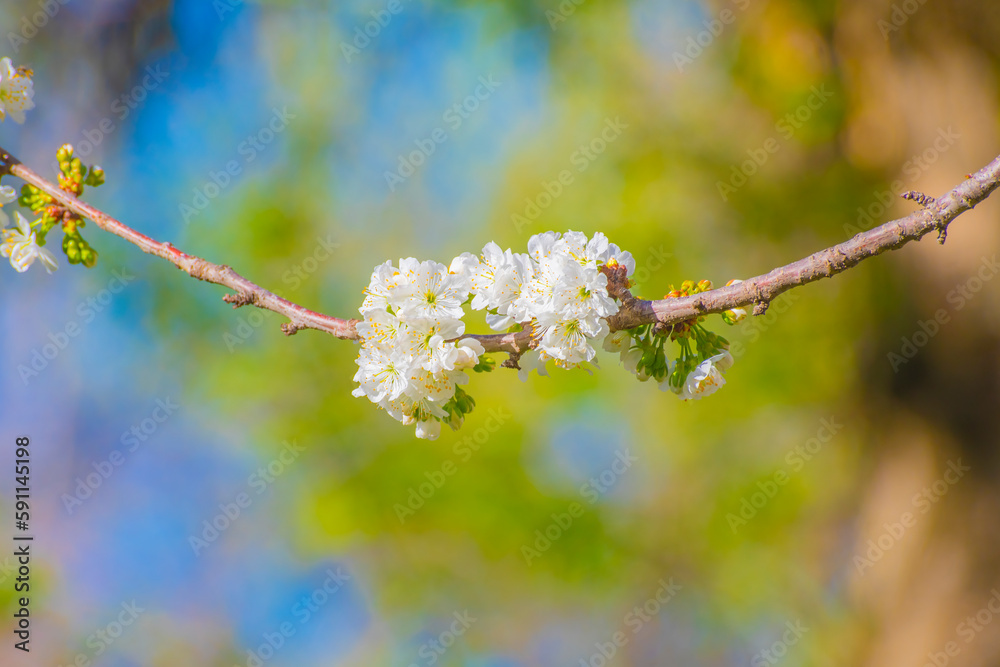 Close-up of white cherry flowers. The fruit tree blossoms in spring. Gentle background on the theme of warm weather.