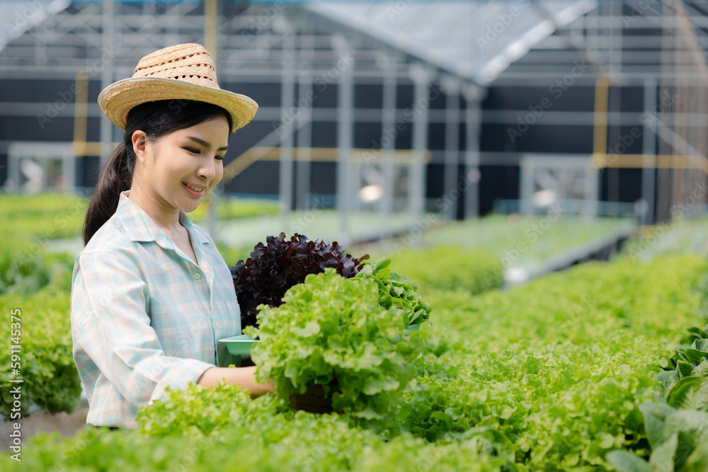 Woman picking hydroponics vegetables in the farm, grows wholesale hydroponic vegetables in restaurants and supermarkets, organic vegetables. new generations growing vegetables in hydroponics concept