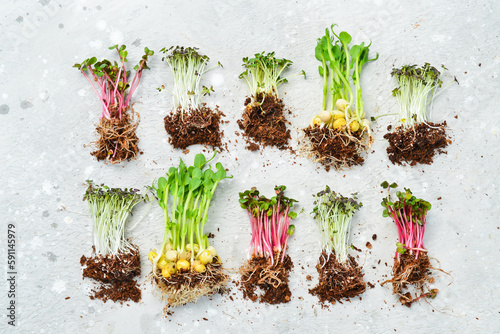 Collage of different microgreens. microgreen dill sprouts, radishes, mustard, mustard in the range. Set of colored micro greens on сірому background. photo