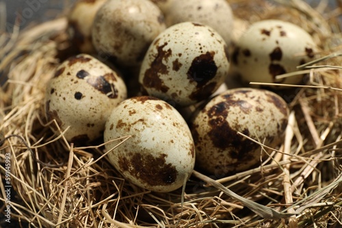 Nest with many speckled quail eggs on table, closeup