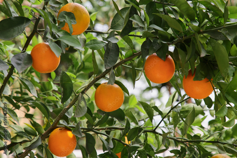 Fresh ripe oranges growing on tree outdoors