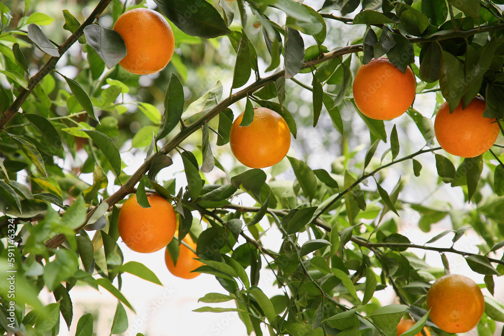 Fresh ripe oranges growing on tree outdoors Fresh ripe oranges growing on tree outdoors