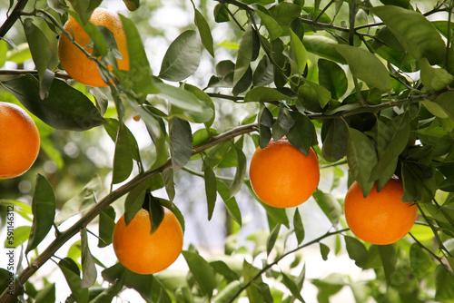 Fresh ripe oranges growing on tree outdoors