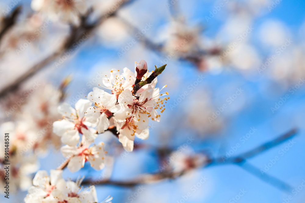 Blossom tree over nature background. spring flowers. spring background. Blurred concept. Natural background. Apricot flowers