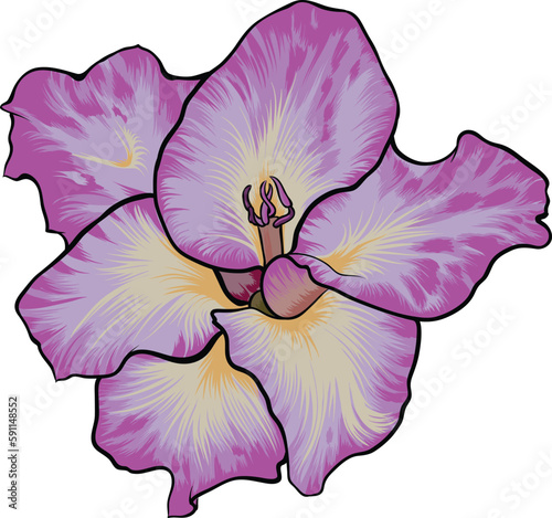 Gladiola flower with great colors.
