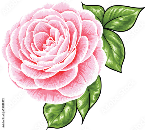 Open pink rose flower with leaves. Hand drawn rosaceous vector illustration. photo