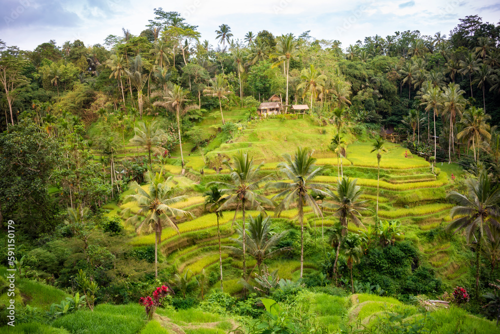 Lush rice fields plantation on Bali island, Indonesia Lush rice fields plantation on Bali island, Indonesia