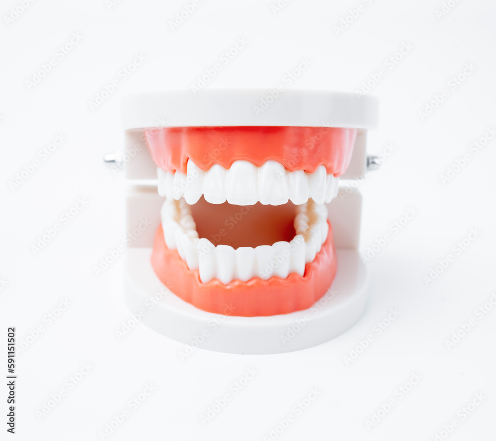 Obraz premium The acrylic human jaw model for studying oral hygiene on white background.