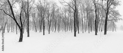 view of winter forest monochrome landscape 
