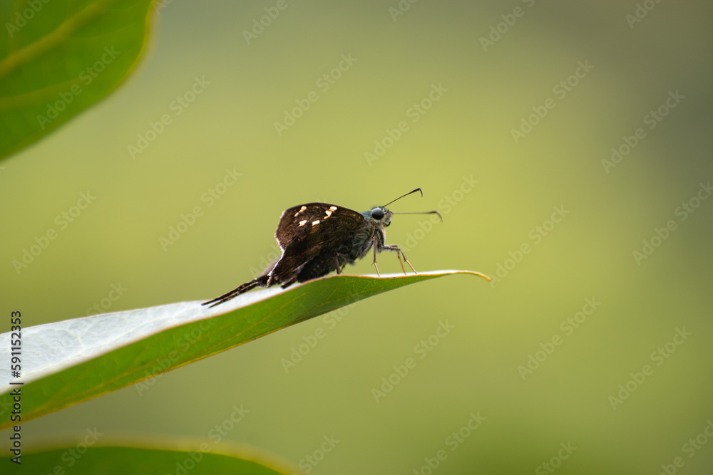 Naklejka premium buterfly on the sheet