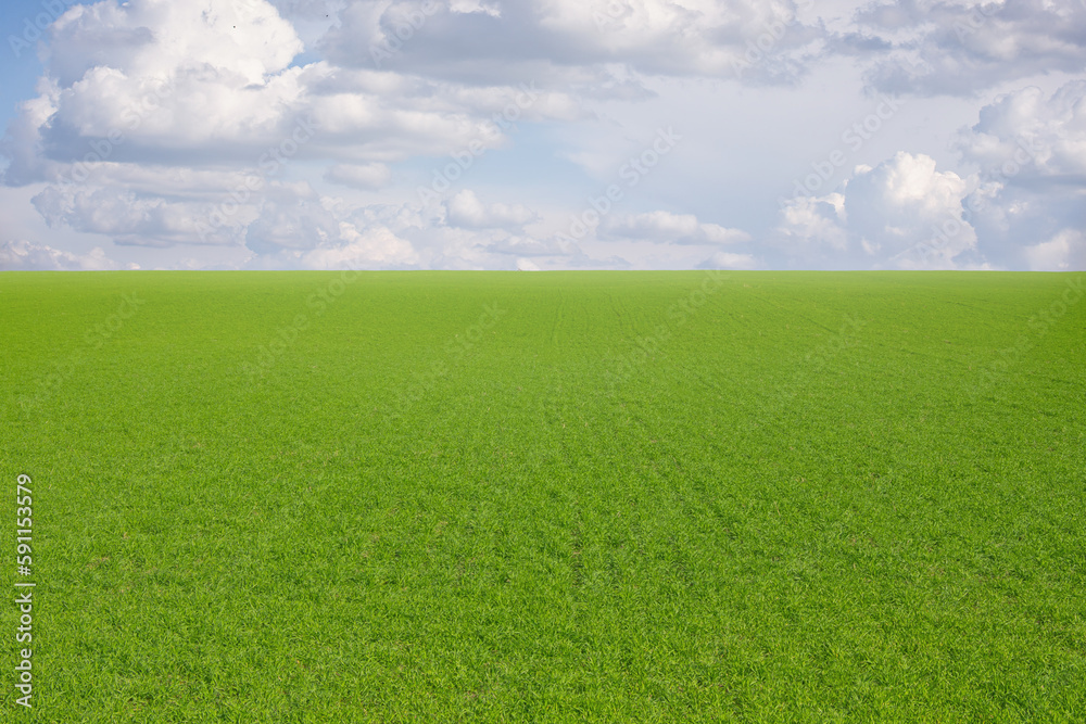 summer landscape, field with green grass and horizon, textured sunset sky, sun summer landscape, field with green grass and horizon, textured sunset sky, sun