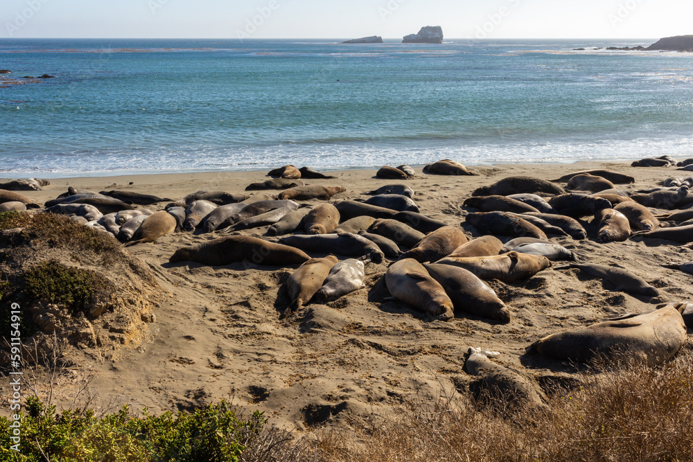 Elephant seals, mirounga angustinostris, group sleeping on the sand in a late afternoon at Elephant Seal Vista Point, along Cabrillo Highway, Pacific California Coast, USA. Elephant seals, mirounga angustinostris, group sleeping on the sand in a late afternoon at Elephant Seal Vista Point, along Cabrillo Highway, Pacific California Coast, USA.