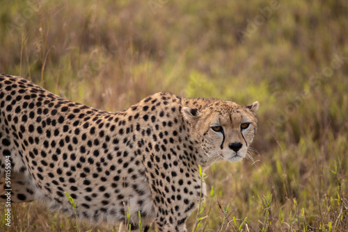 A cheetah in the early morning roams the avanne in a national park, photographed on a safari in Kenya Africa © Jan