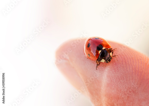 Ladybug on the  man's  finger