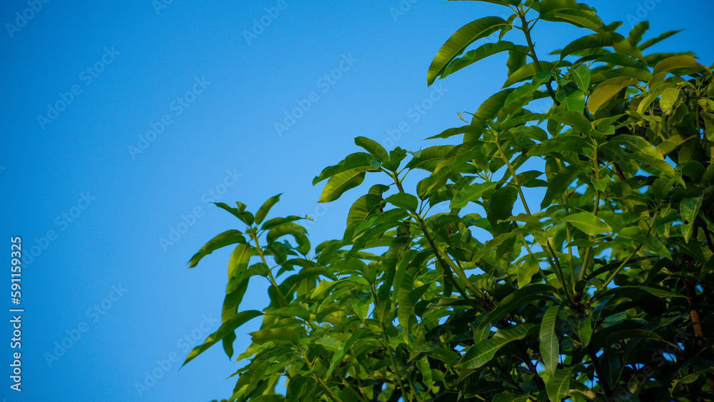 Branch of young solar green leaves on a background of blue sky. Spring landscape. Corner location. Branch of young solar green leaves on a background of blue sky. Spring landscape. Corner location.