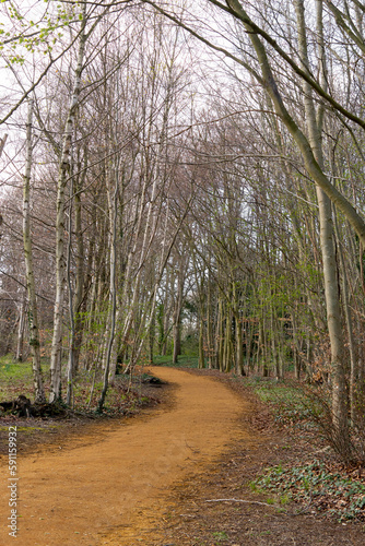 Path in the woods