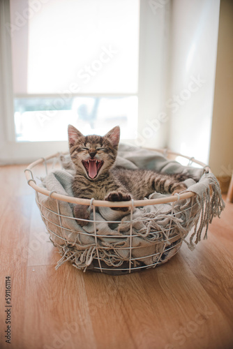 ziewający kotek w koszyku