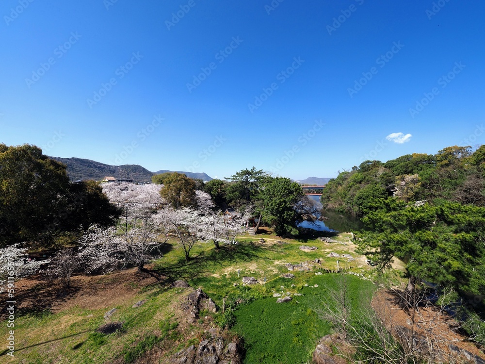 Naklejka premium 滝宮公園の桜風景【香川県綾歌郡綾川町】