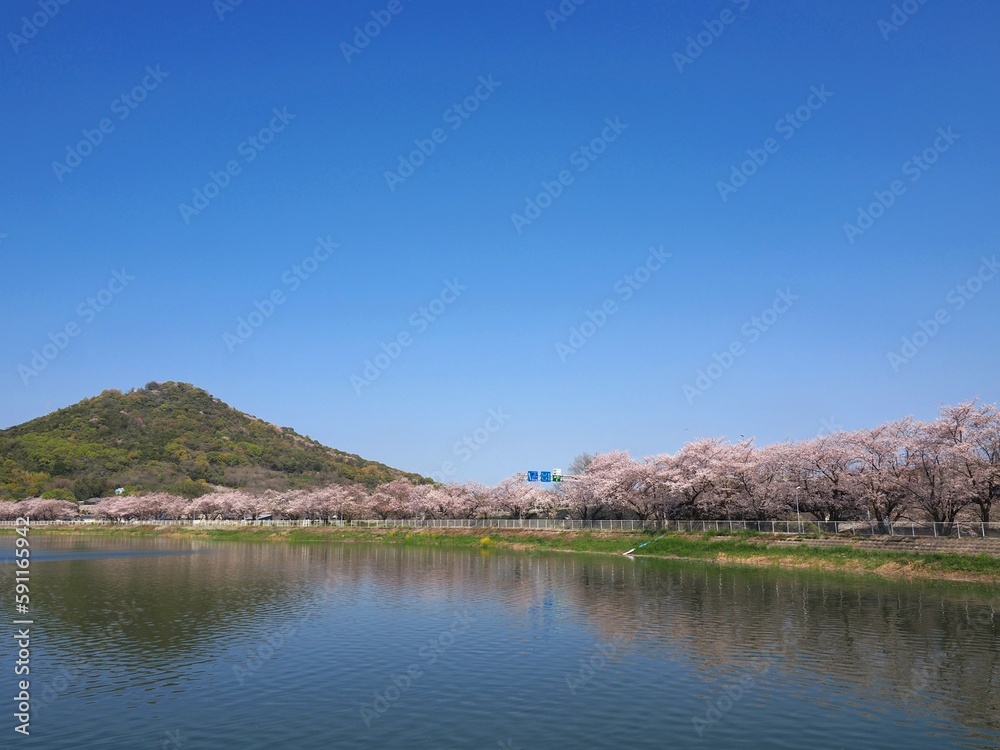 鎌田池公園の満開の桜と青い空【香川県坂出市】3