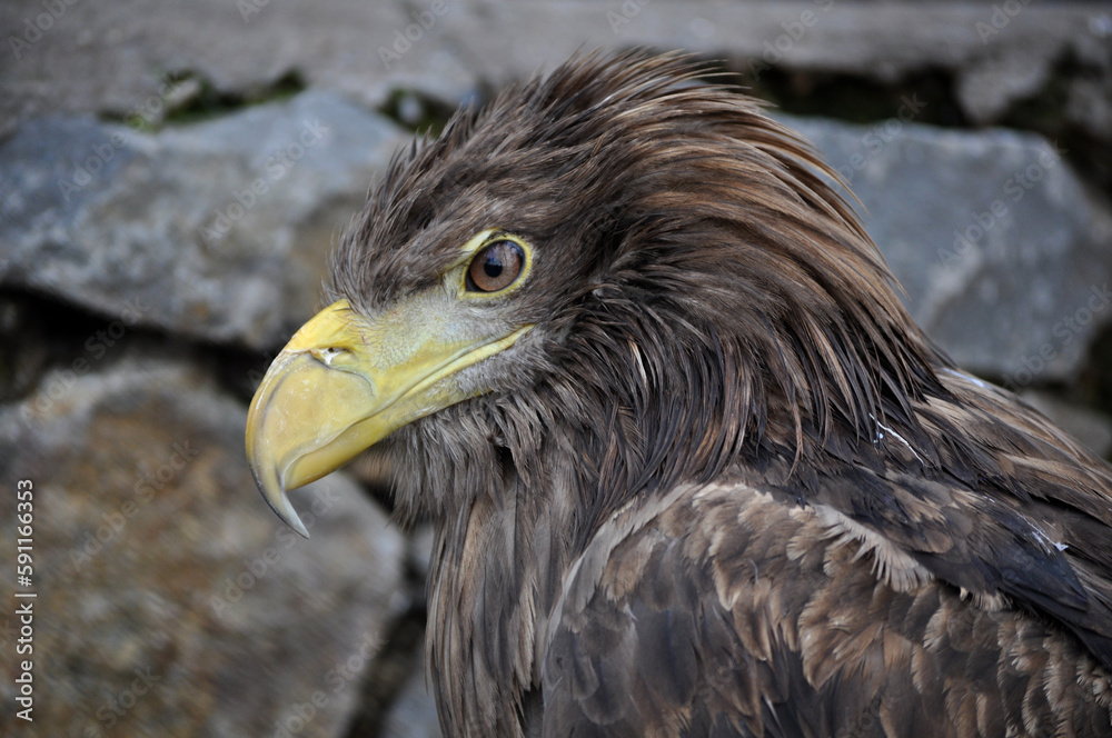 Fototapeta premium White-tailed eagle (Haliaeetus albicilla) portrait