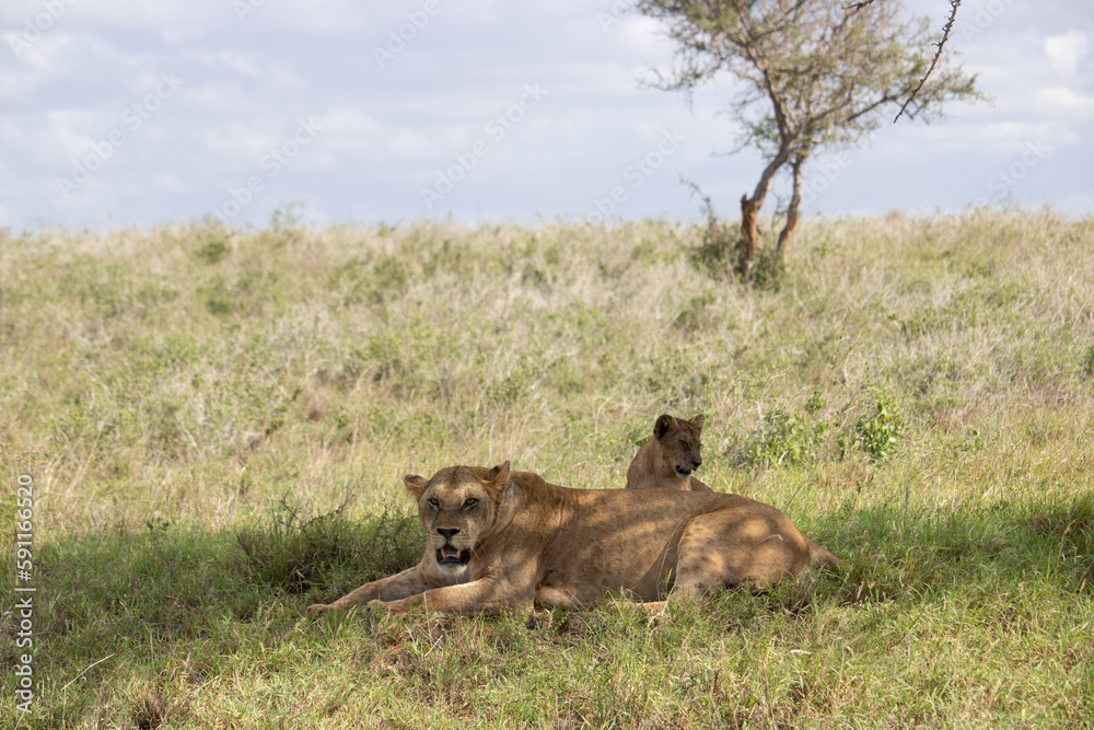 Lion family with young lions. in a savanna landscape after the hunt. Nice shot from Africa from a safari Lion family with young lions. in a savanna landscape after the hunt. Nice shot from Africa from a safari