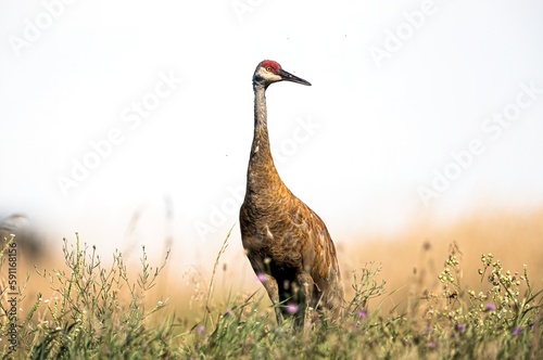 Sandhill Crane