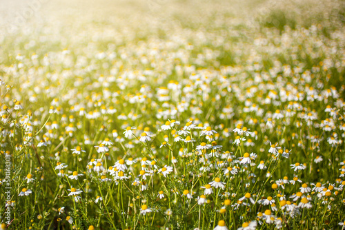 Chamomile (daisies) field on summer day.