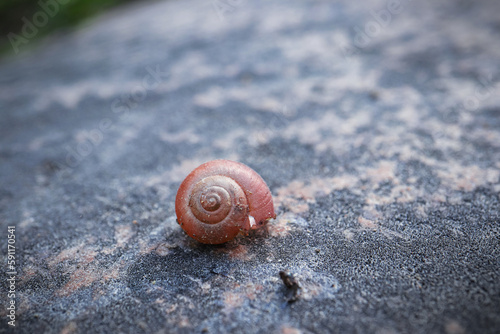 Brown little snail shell covered with sand pieces on textured rock in sunlight with copy space behind