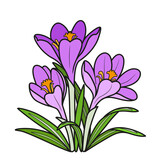 Crocus flowers grow in a bush coloring book linear drawing isolated on white background