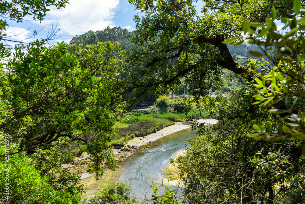 Fototapeta premium View of the green water of shallow river through the bushes