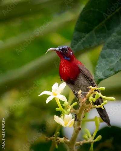 Fototapeta Naklejka Na Ścianę i Meble -  beautiful male vigors's sunbird perched on a branch