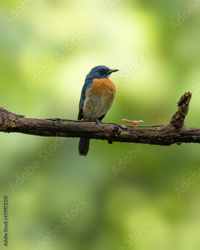 beautiful adult tickell's blue flycatcher perched on a tree branch