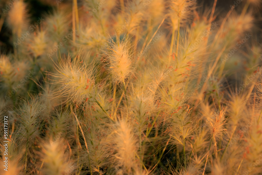 Feathery Grass