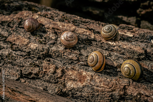 Close-up of a snail on the bark of a tree. A snail crawls on wood. Snail farm. Slow animal. Garden clam. Spiral shape. He carries the house on himself. Using snails in cosmetology.