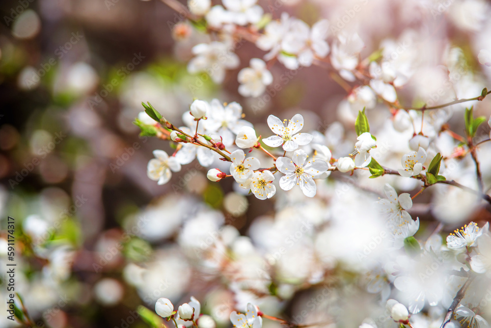 Cherry blossom branch in the garden in spring
Cherry blossom branch in the garden in spring