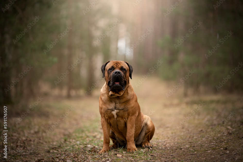 The Boerboel dog, a South African breed, portrait in the forest The Boerboel dog, a South African breed, portrait in the forest